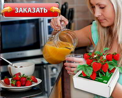 Чудо ягодница купить на официальном сайте